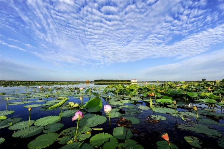 莲花湖