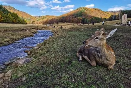 金山鹿苑