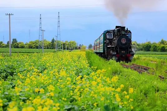 森林蒸汽小火车