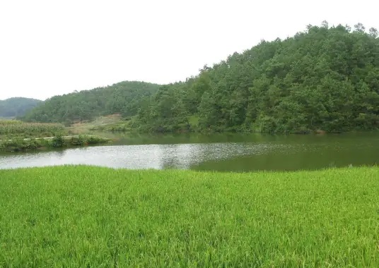 鲤鱼坝