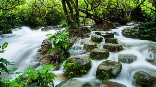 水上森林