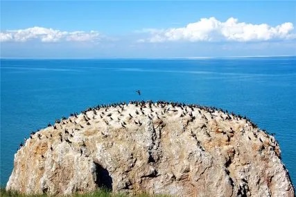 青海湖鸟岛